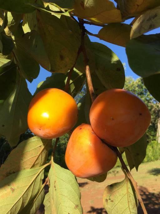 فيلا Chacara Verzani سوكورو المظهر الخارجي الصورة